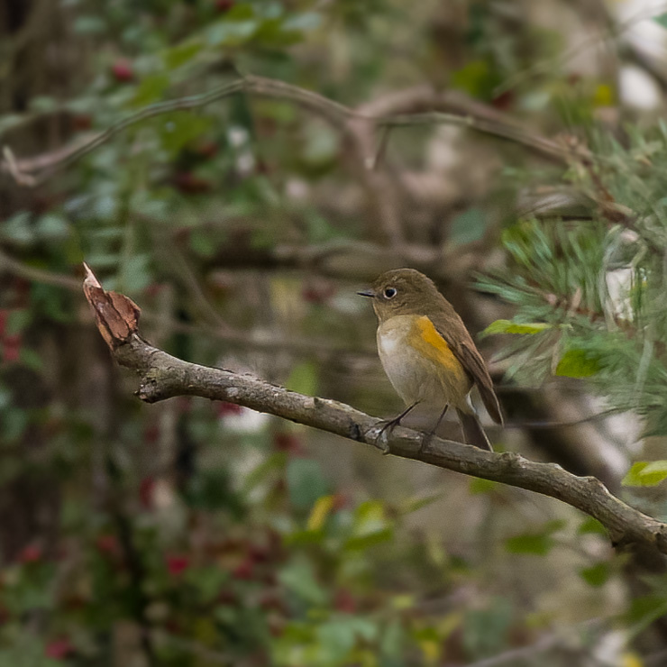 Red-flanked bluetail